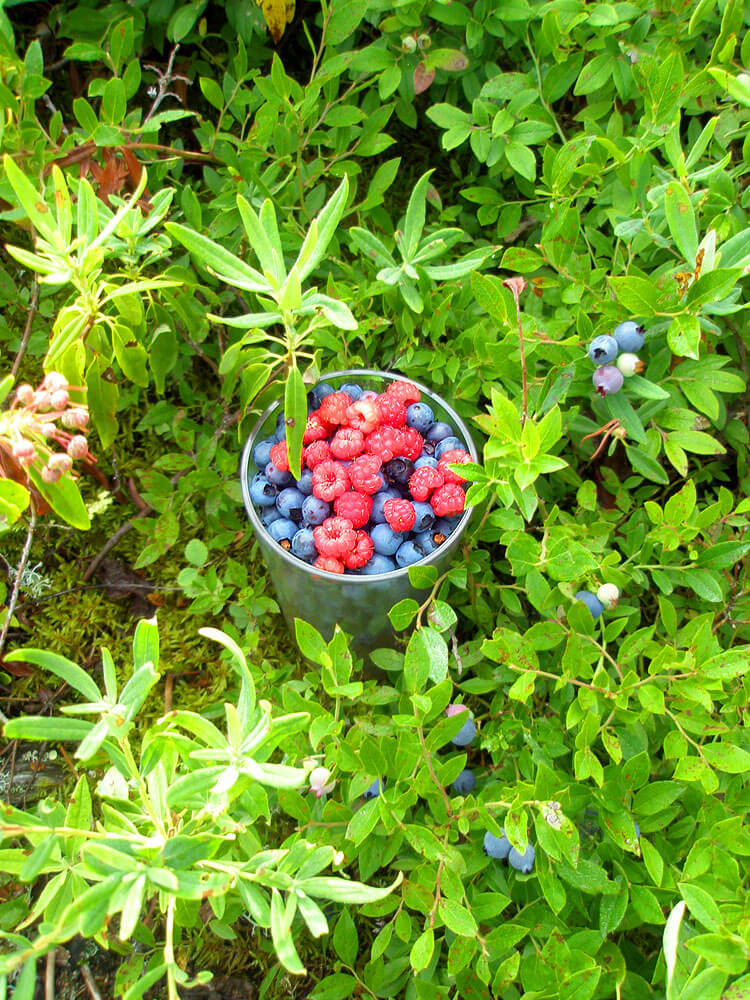 Blueberries and red berry fruit